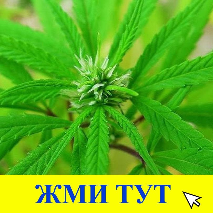 Купить наркотики в Куртамыше